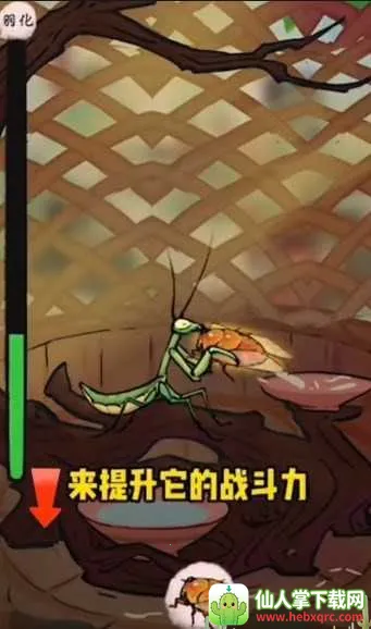极品螳螂 极品螳螂