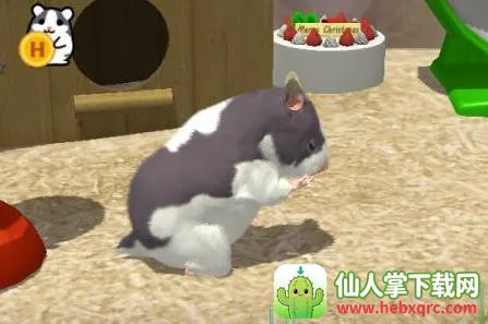 我的仓鼠 我的仓鼠